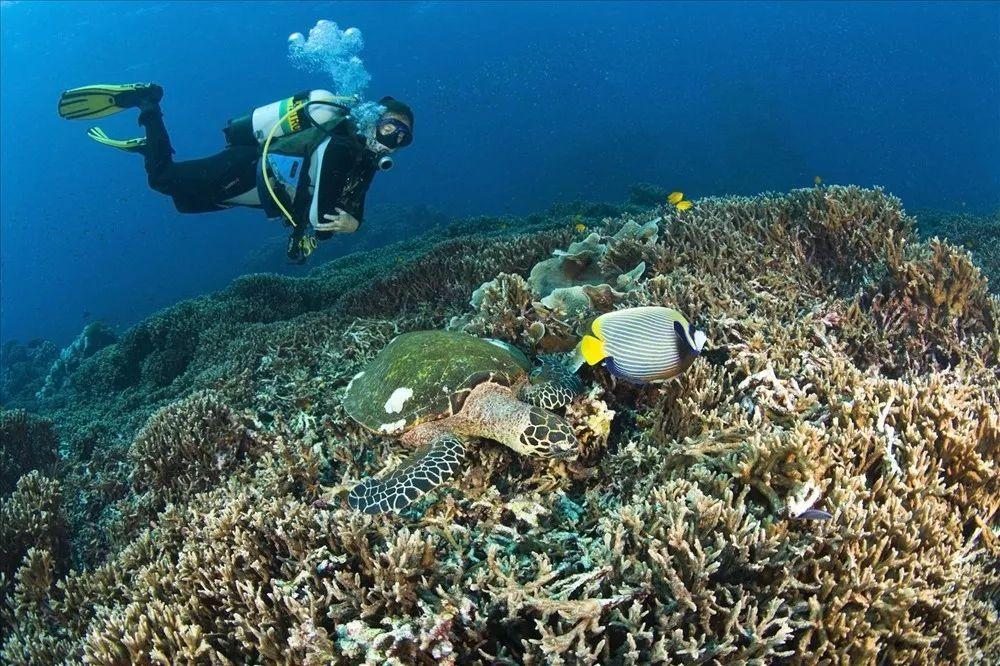 《流放之路》s24:提升吃花粉速度的技巧指南